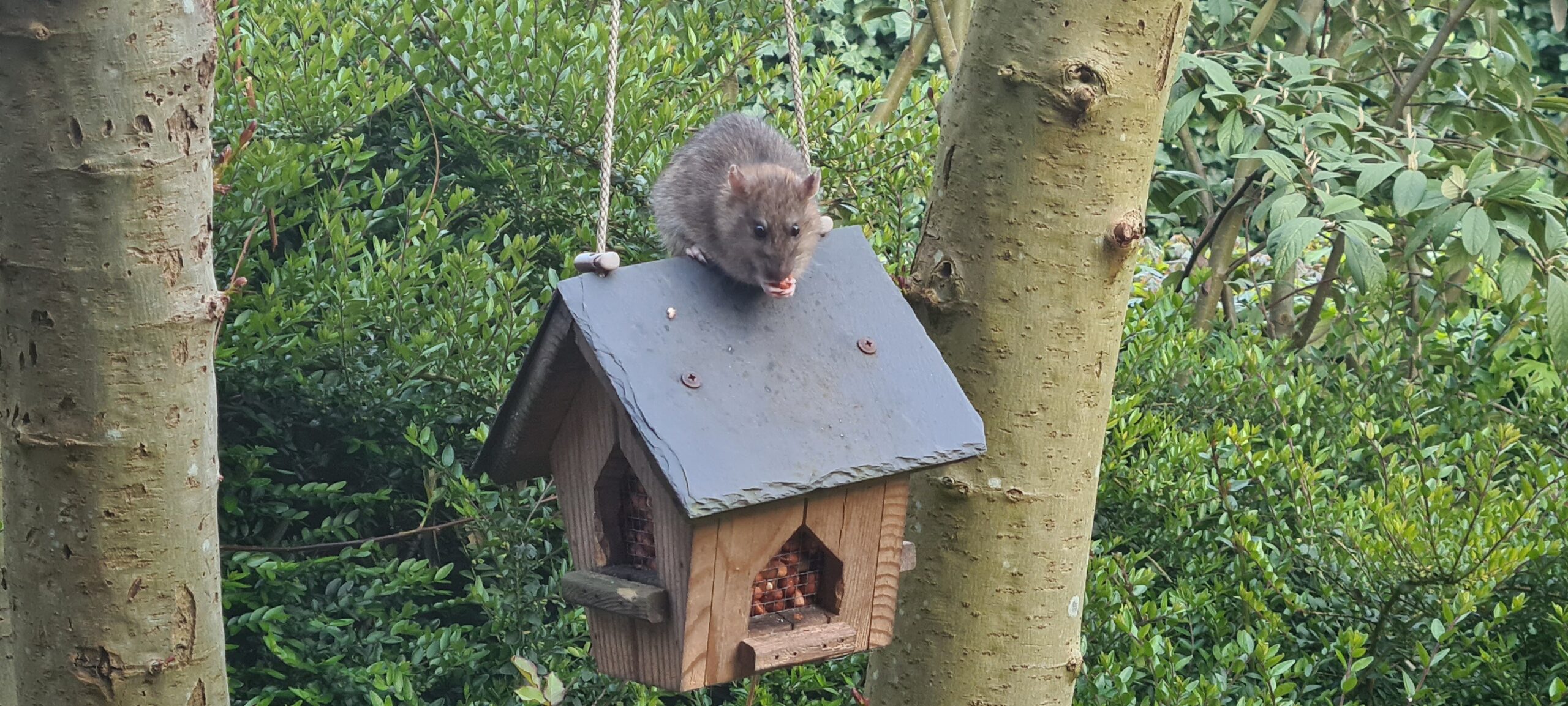 Ratje op voederhuisje